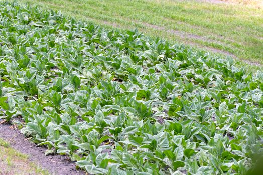 Tobacco plantation in Oridno, Andorra in summer.