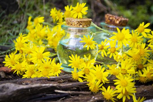 Essence of Jacobaea flowers in beautiful little glass bottle in garden