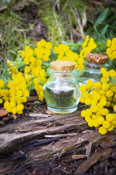 Tincture of a plant of tansy with alcohol is used in folk medicine. Organic garden concept, vertical image