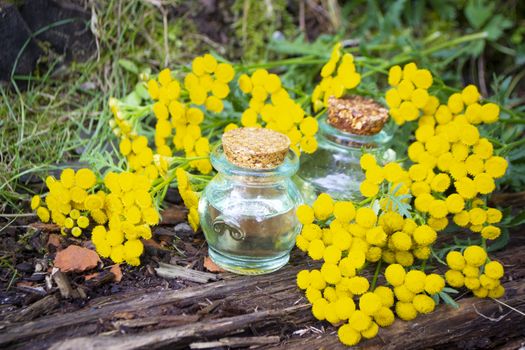 tansy essential oil in a beautiful vintage little bottle in garden