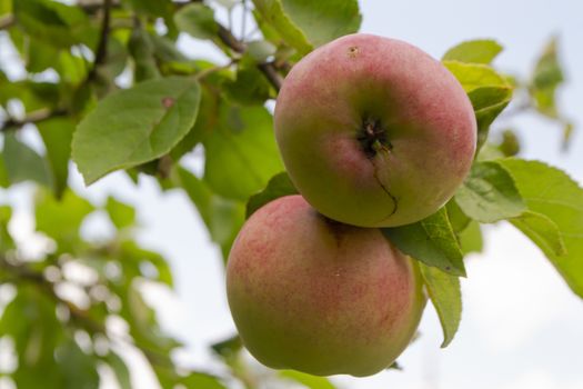Ripe pink apples on a tree in summer. Background of sky and wispy white clouds. Green leafy bough.