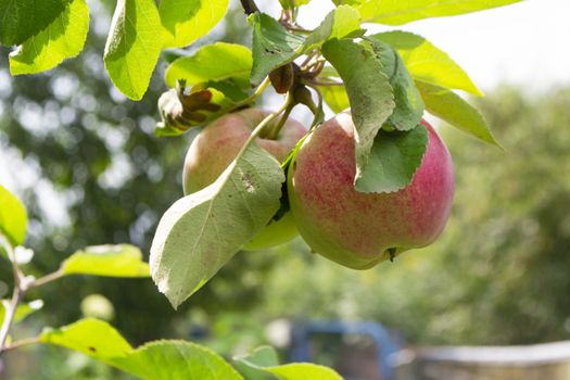 Pink apples on apple tree branch close up, summer day in village