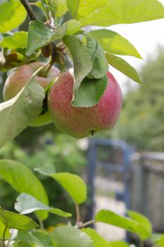 Ripe fruits of apples on a tree branch in village. Vertcal image