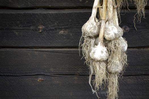 banch of freshly harvested organic garlic origanum hanged on the dark wooden rustic wall. life in village, summer harvest, with copy space