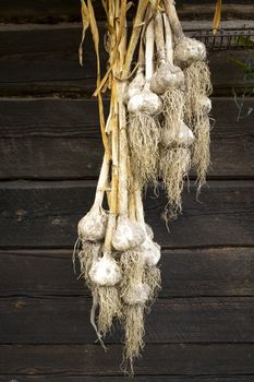 Bunches of garlic on wooden wall of barn in village. Rural retro style composition. Vertical image