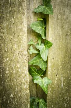 Old wooden wall texture with ivy leaves strip. Vertical image