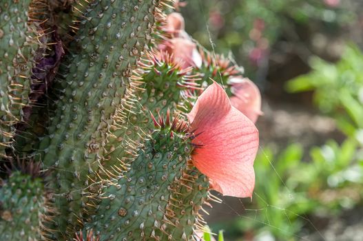 Close-up of Hoodia gordonii, a medicinal plant, in flower along road C13 in the Namibian part of the Ai Ais - Richterveld Transfrontier Park