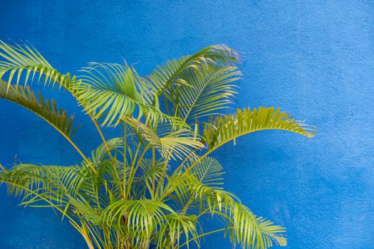 A green plant with bright blue wall background.