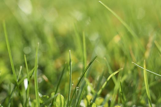 Close up view of blades of grass with space for copy