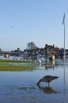 View of Marlow Bridge and flooded Thames river with circa 2014