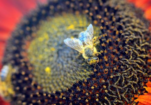 Closeup of pollinating honey bee (Apis mellifera) on sunflower.