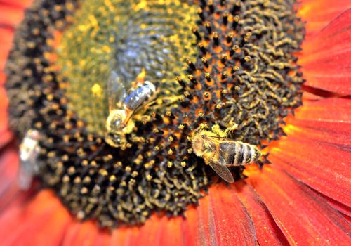 Closeup of pollinating honey bee (Apis mellifera) on sunflower.