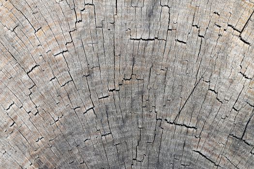 Detail of the cut tree trunk - annular rings