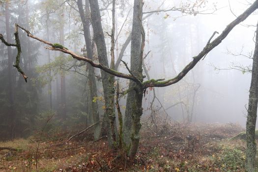 Fog in the forest in autumn - old tree - haunted forest