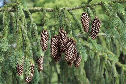 Detail od the spruce cones - pine cones