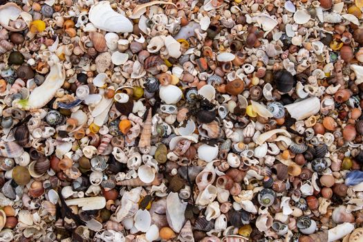 Pile of the shells of molluscs on the beach at low tide