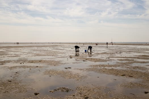 Collecting shells on the beach at low tide