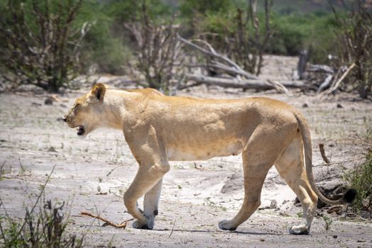 Female lion majectically and self-assured walking the barren landscape of Chobe National Park, Botswana during a safari trip.