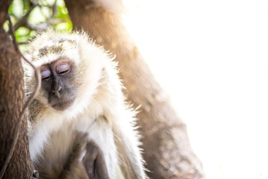 Shy and sad black faced vervet monkey looking away from camera, showing emotions with closed eyes. Plenty of copy space.