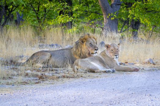 Lion couple togetherness, male and female resting and lying in the african savannah during a safari