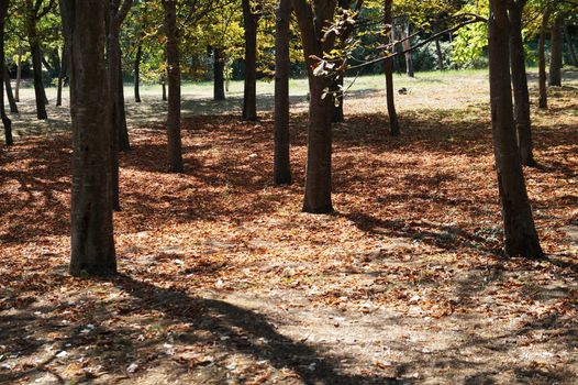 autumn park on a sunny day