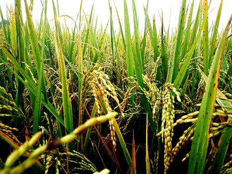 Cultivation of Paddy - Agriculture