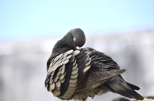 A pigeon siting on wall of my roof