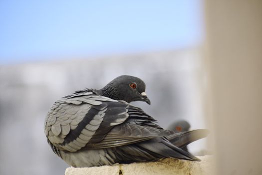 A pigeon siting on wall of my roof