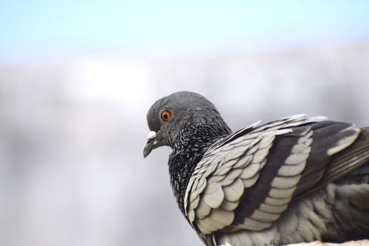 A pigeon siting on wall of my roof