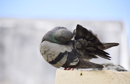 A pigeon siting on wall of my roof