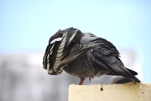 A pigeon siting on wall of my roof