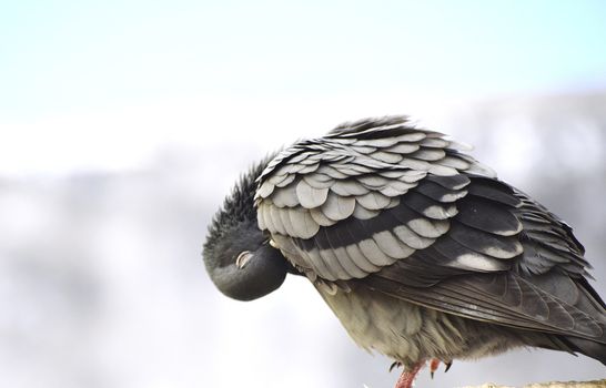 A pigeon siting on wall of my roof