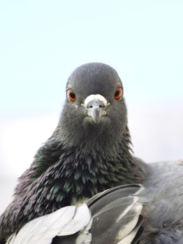 A pigeon siting on wall of my roof