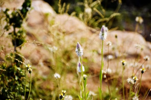 Snap of white flowers