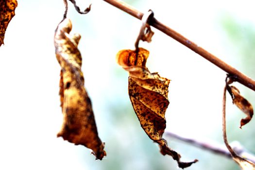 Snap of Dry Leaves