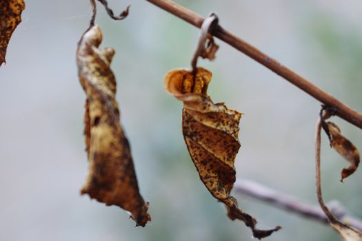Snap of Dry Leaves