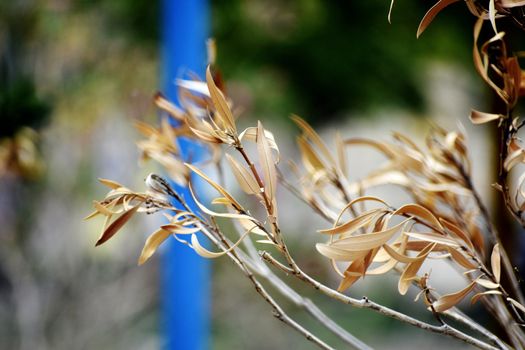 Snap of Dry Leaves