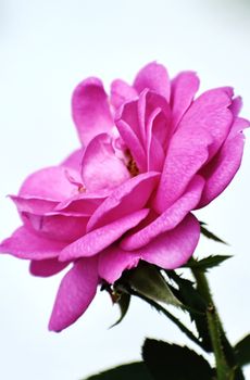 Snap of a pink Rose