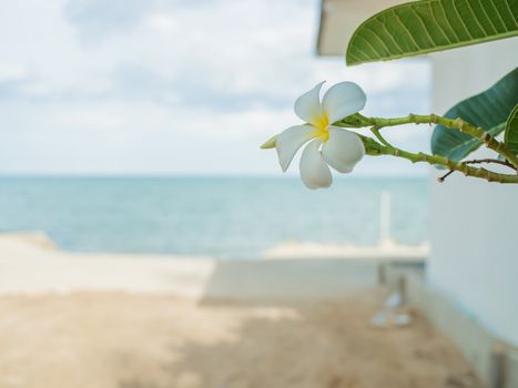Background image of Plumeria flower with blurred sea background.
