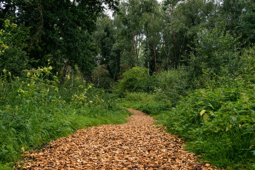 The beautiful nature reserve Wilhelmsdorf Pfrunger Ried in Upper Swabia near Ravensburg and Lake Constance