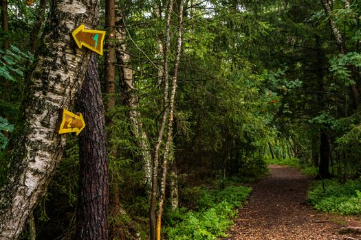 The beautiful nature reserve Wilhelmsdorf Pfrunger Ried in Upper Swabia near Ravensburg and Lake Constance