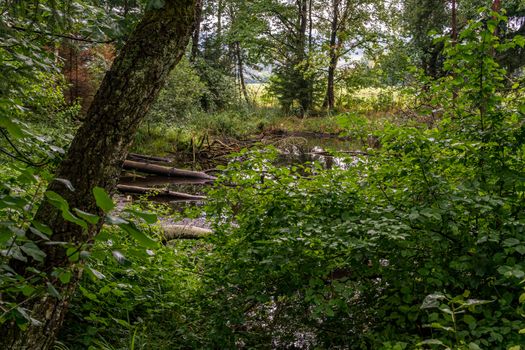 The beautiful nature reserve Wilhelmsdorf Pfrunger Ried in Upper Swabia near Ravensburg and Lake Constance