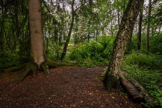 The beautiful nature reserve Wilhelmsdorf Pfrunger Ried in Upper Swabia near Ravensburg and Lake Constance