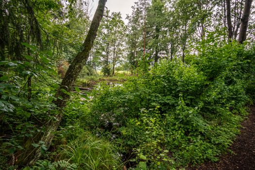 The beautiful nature reserve Wilhelmsdorf Pfrunger Ried in Upper Swabia near Ravensburg and Lake Constance