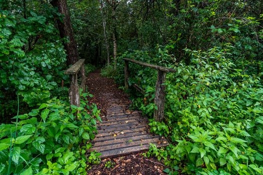 The beautiful nature reserve Wilhelmsdorf Pfrunger Ried in Upper Swabia near Ravensburg and Lake Constance