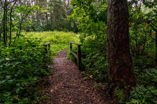 The beautiful nature reserve Wilhelmsdorf Pfrunger Ried in Upper Swabia near Ravensburg and Lake Constance