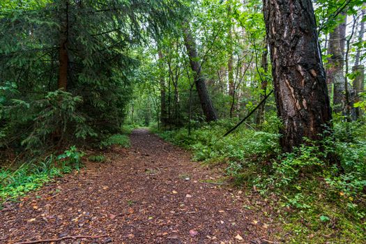 The beautiful nature reserve Wilhelmsdorf Pfrunger Ried in Upper Swabia near Ravensburg and Lake Constance