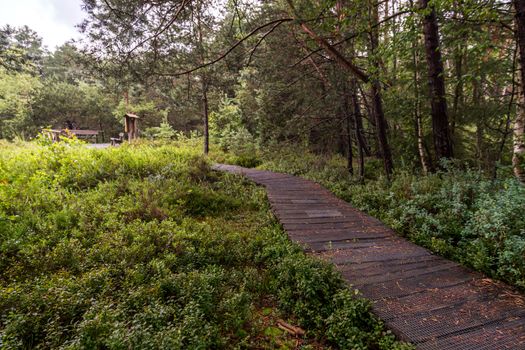 The beautiful nature reserve Wilhelmsdorf Pfrunger Ried in Upper Swabia near Ravensburg and Lake Constance