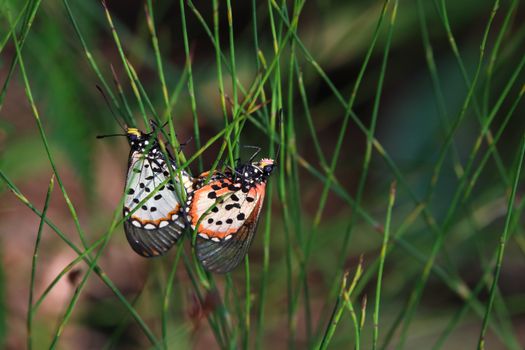A mating pair of garden acraea butterflies (Acraea horta) on restio plant, George, South Africa