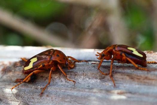 A pair of zig-zag fruit chafer beetles (Anisorrhina flavomaculata), Mossel Bay, South Africa